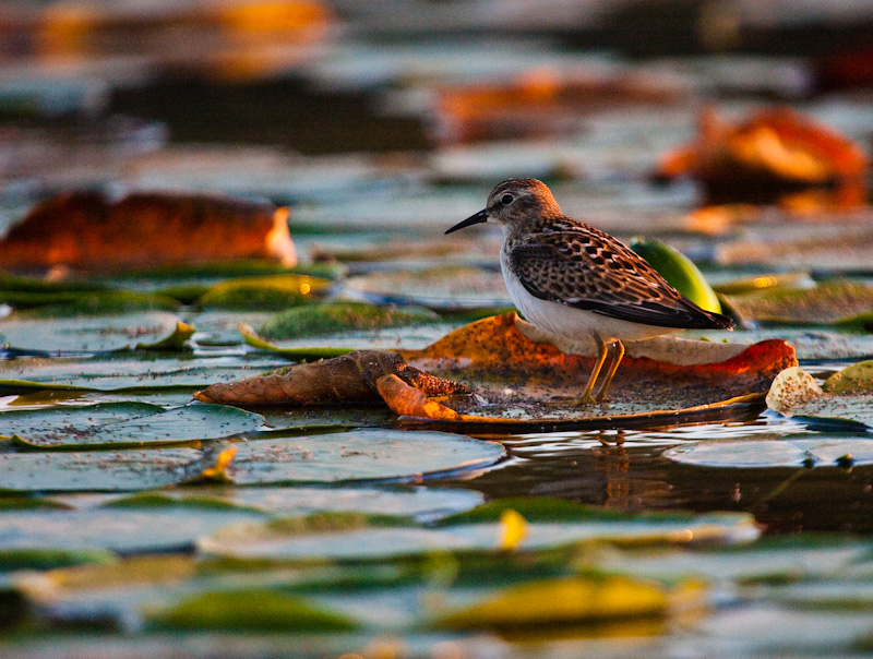 Least Sandpiper On Lily Pad